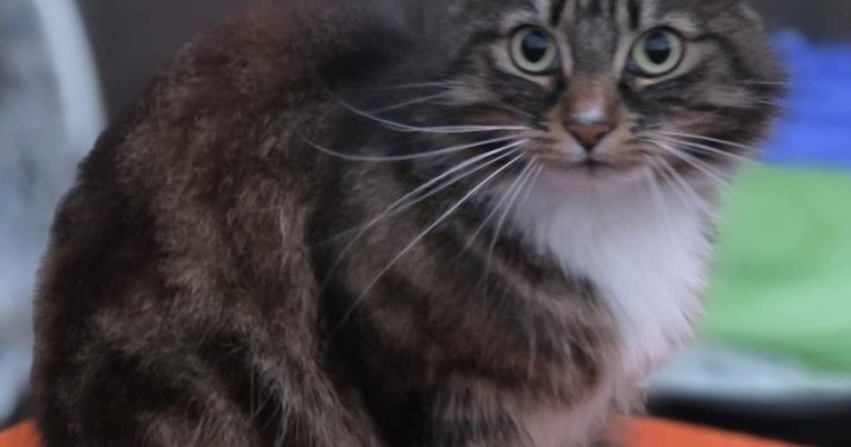 Heb jij Sokje gezien? Dit huisdier wordt in Geertruidenberg vermist