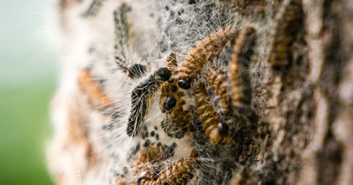 Roermond start bestrijding eikenprocessierups