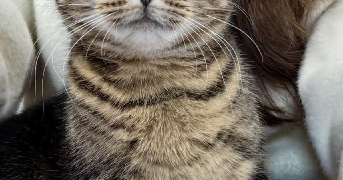 Heb jij Saartje, Lyra of Tommy gezien? Deze 34 huisdieren worden in Amsterdam vermist