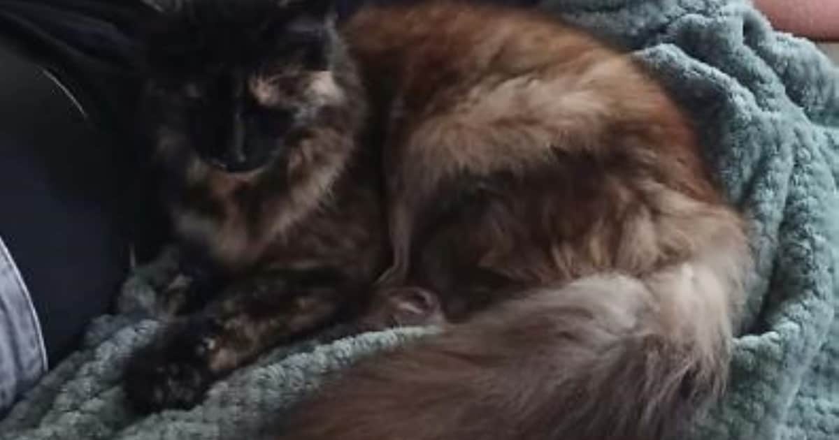 Heb jij Kiki, Luna of Blue gezien? Deze drie huisdieren worden in Voorne aan Zee vermist
