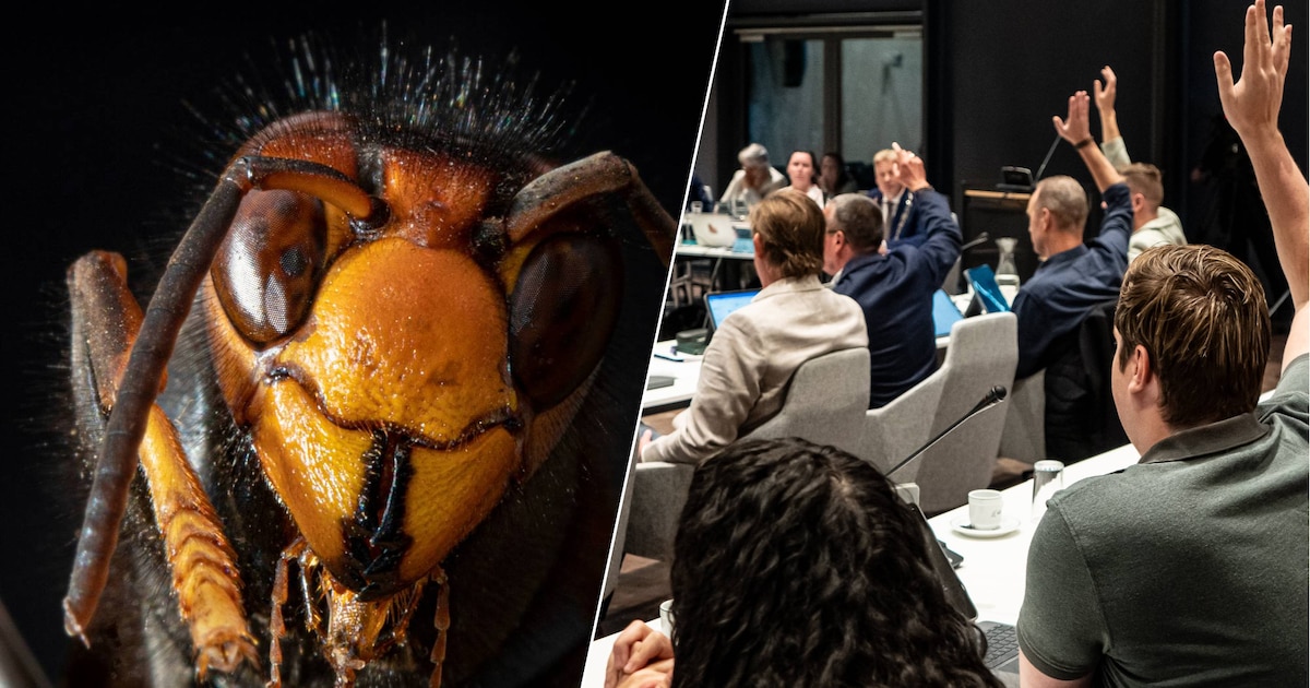 Aziatische hoornaar zit Roosendaalse gemeenteraad dwars: nog geen besluit over begroting