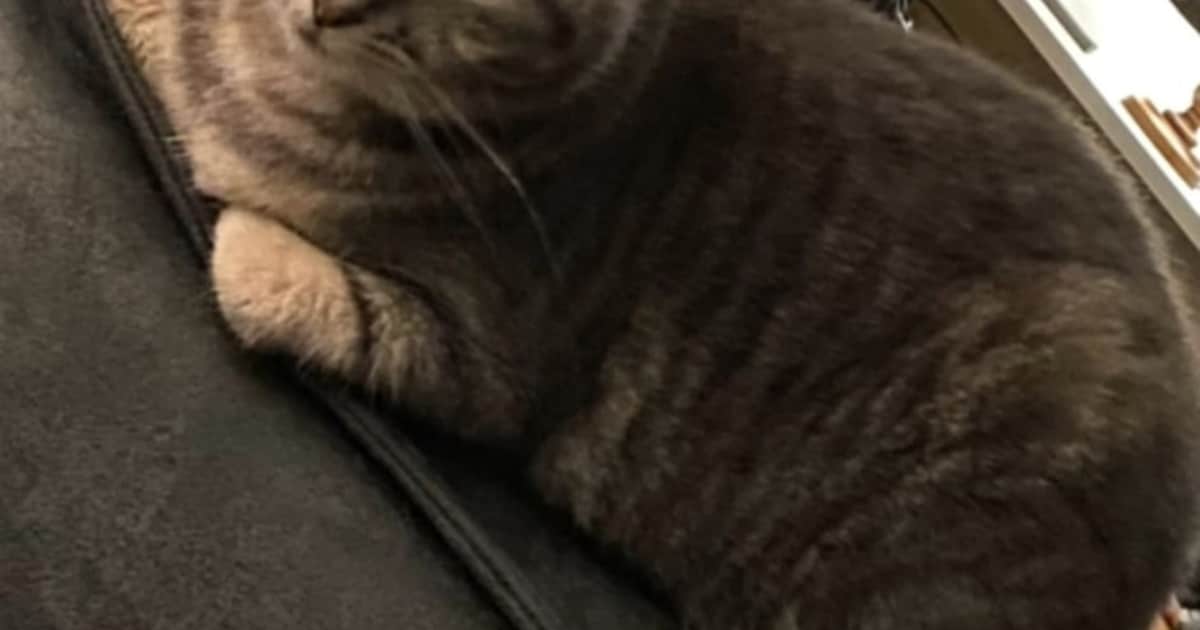 Heb jij Bella gezien? Dit huisdier wordt in Veendam vermist