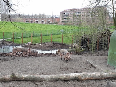 Tweede Kamerverkiezingen 2025: hier in Zoetermeer stem je tussen dieren