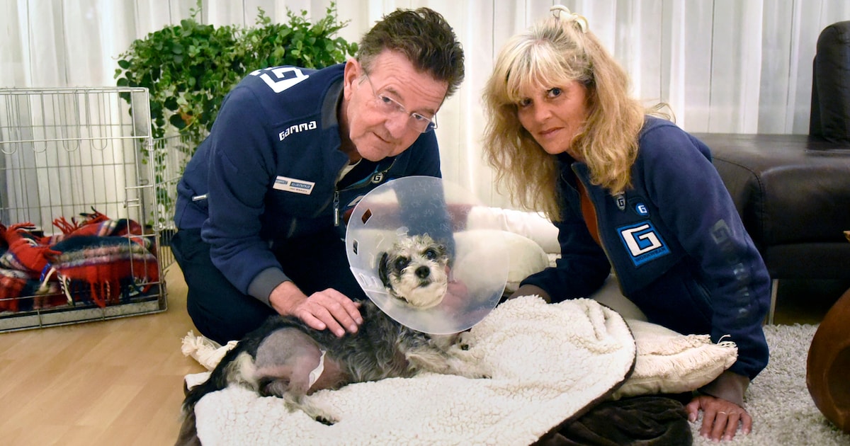 Sammy is slachtoffer van huiselijk geweld, maar krijgt tweede leven als Gamma-hondje