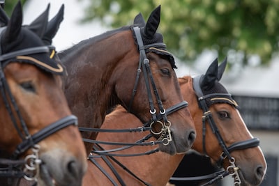 Conflict rond twee sportpaarden loopt hoog op: rechter beslist dat eigenaresse eerst tienduizenden e