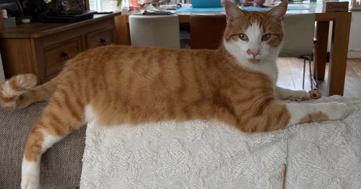 Heb jij Nacho of Mokum gezien? Deze twee huisdieren worden in Haarlem vermist