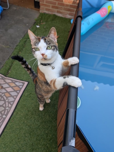 Heb jij Yumi gezien? Dit huisdier wordt in Doetinchem vermist