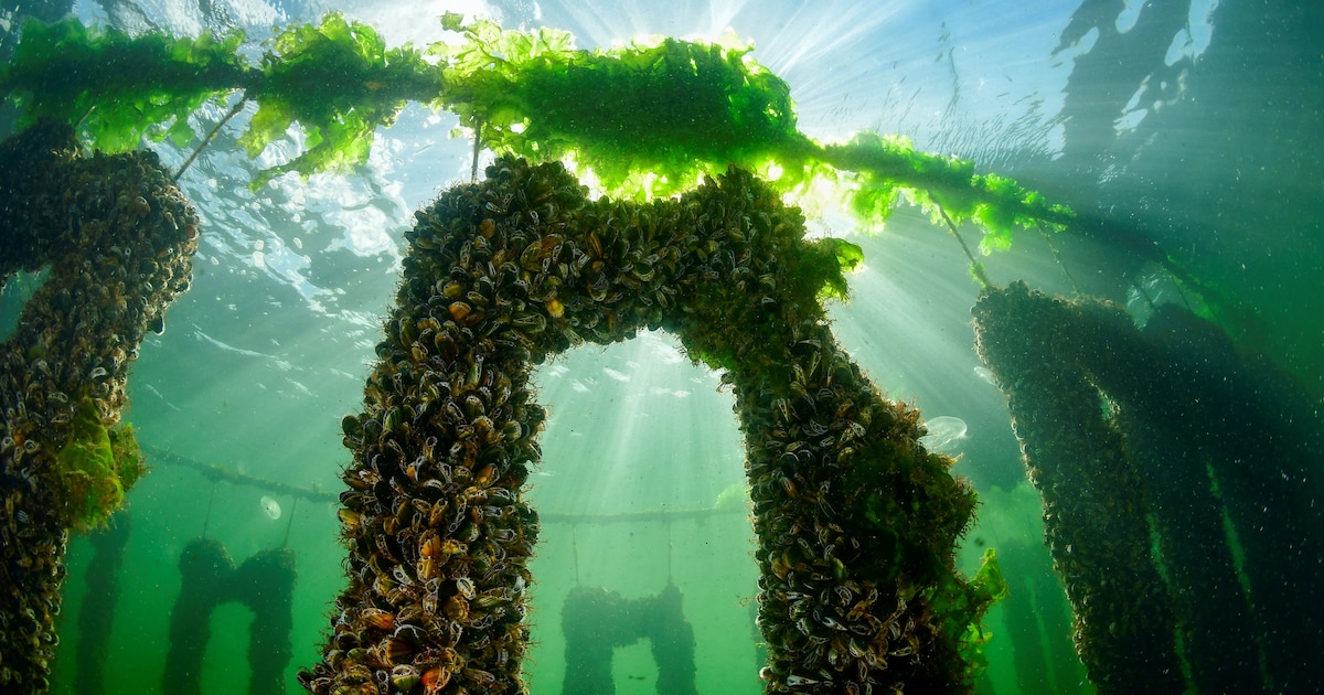 Valerie Reid triomfeert bij Fotokampioenschap 2025 in Vianen