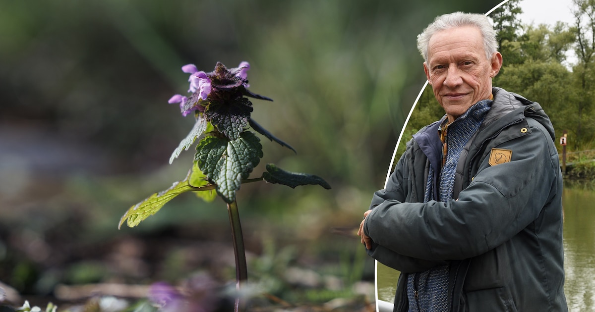 Dit kleine paarse plantje laat zien hoe mooi ‘onkruid’ eigenlijk is ...