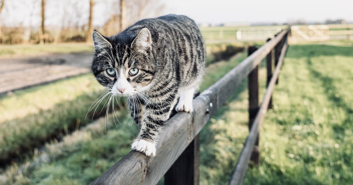 Heb jij Tommy gezien? Dit huisdier wordt in Coevorden vermist