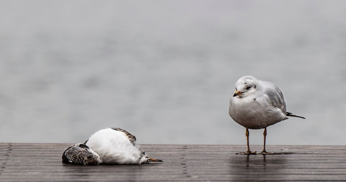 Zieke en dode vogels gevonden in Coevorden, vermoeden van vogelgriep