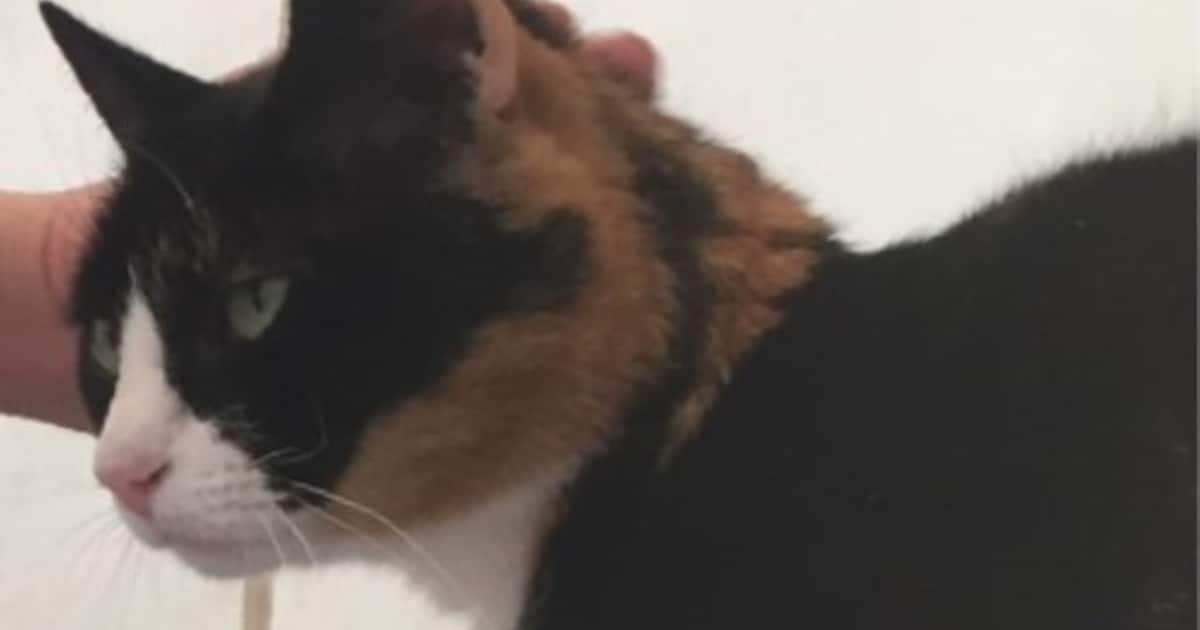 Heb jij Otje gezien? Dit huisdier wordt in Midden-Drenthe vermist