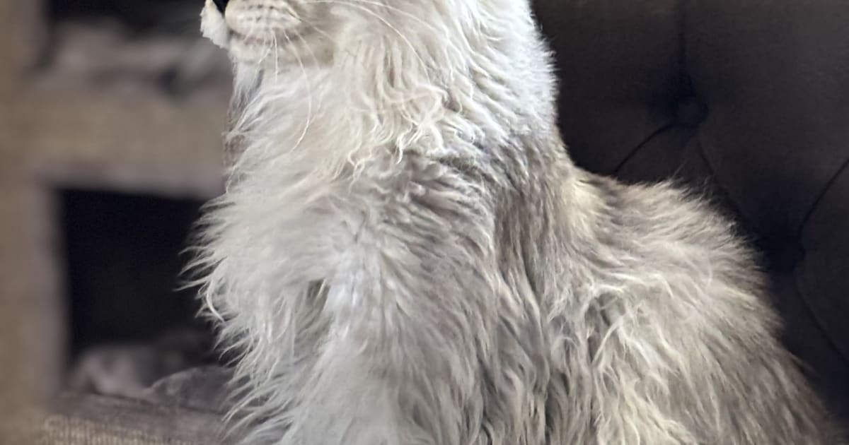 Heb jij Dakota gezien? Dit huisdier wordt in Roosendaal vermist