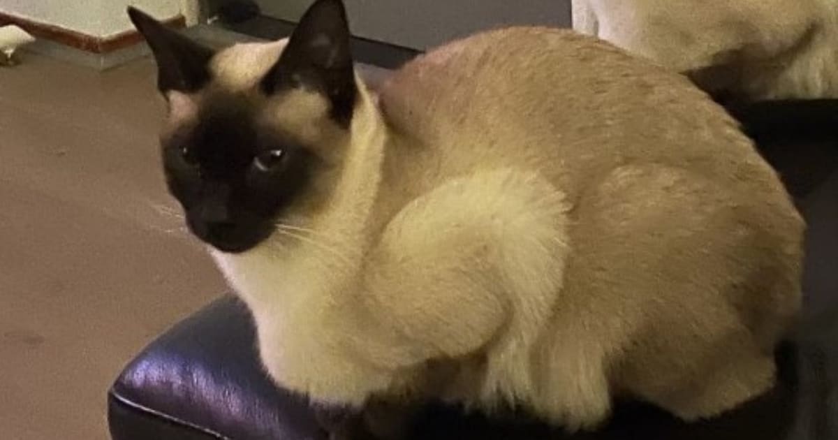 Heb jij Khai khai gezien? Dit huisdier wordt in De Wolden vermist