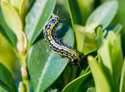 Kerk in Deursen heeft tekort aan palmpasentakken door hongerige rups