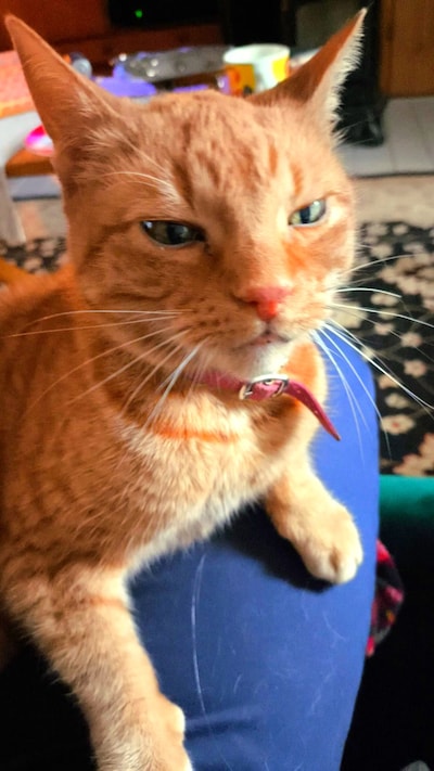 Heb jij Tommie, Nono of Pixie gezien? Deze zeven huisdieren worden in Tilburg vermist