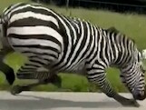 Amerikaan filmt ontsnapte zebra vanuit auto