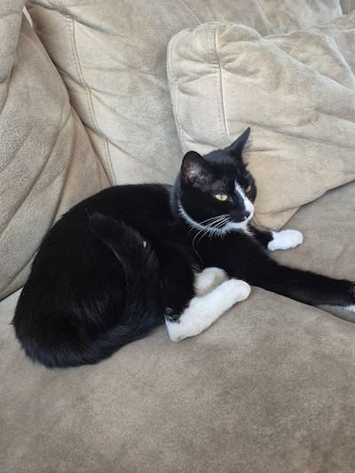 Heb jij Layba, Luna of Tigger gezien? Deze vier huisdieren worden in Etten-Leur vermist
