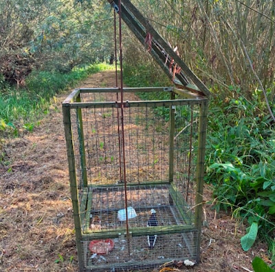 Verdachte van illegale jacht had levende duif als lokaas op privéterrein in Altena