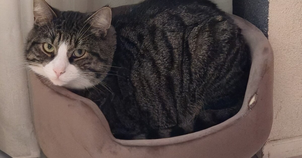 Heb jij Pom gezien? Dit huisdier wordt in Borger-Odoorn vermist