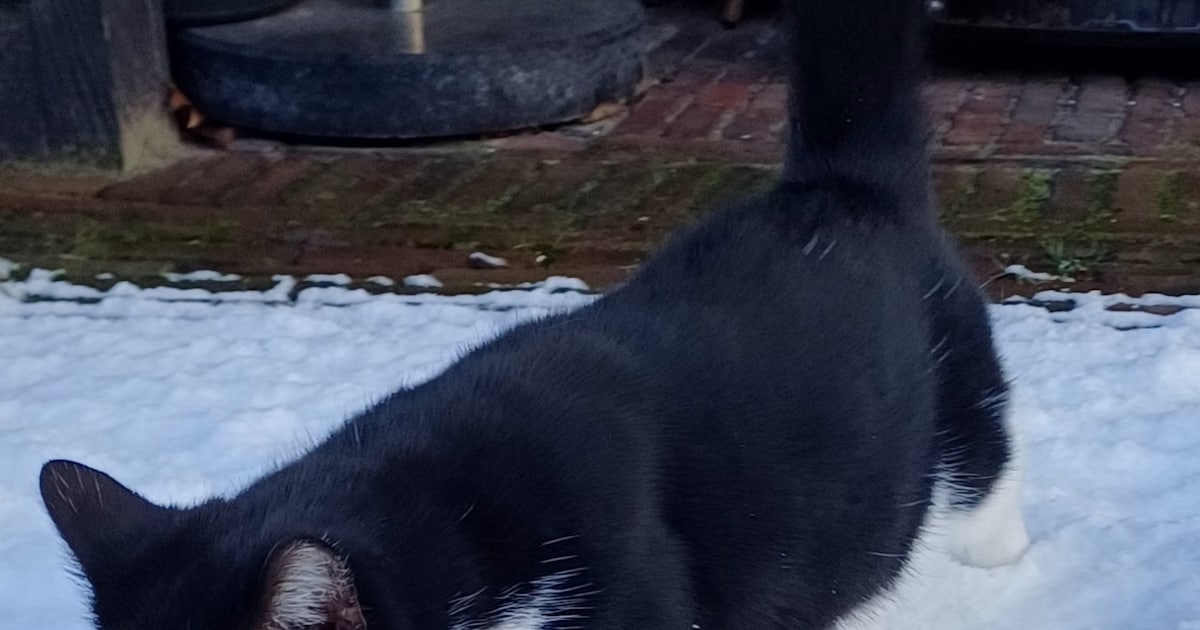 Heb jij Ozzy gezien? Dit huisdier wordt in Dantumadiel vermist