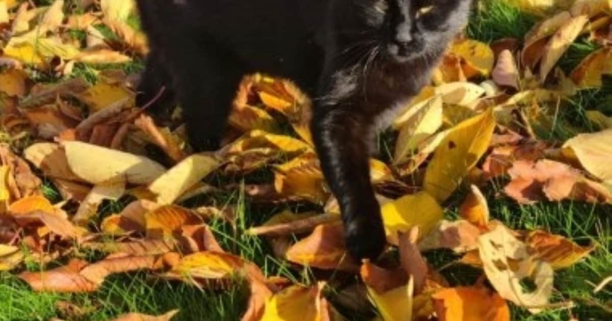 Heb jij Jackie gezien? Dit huisdier wordt in Zuidplas vermist