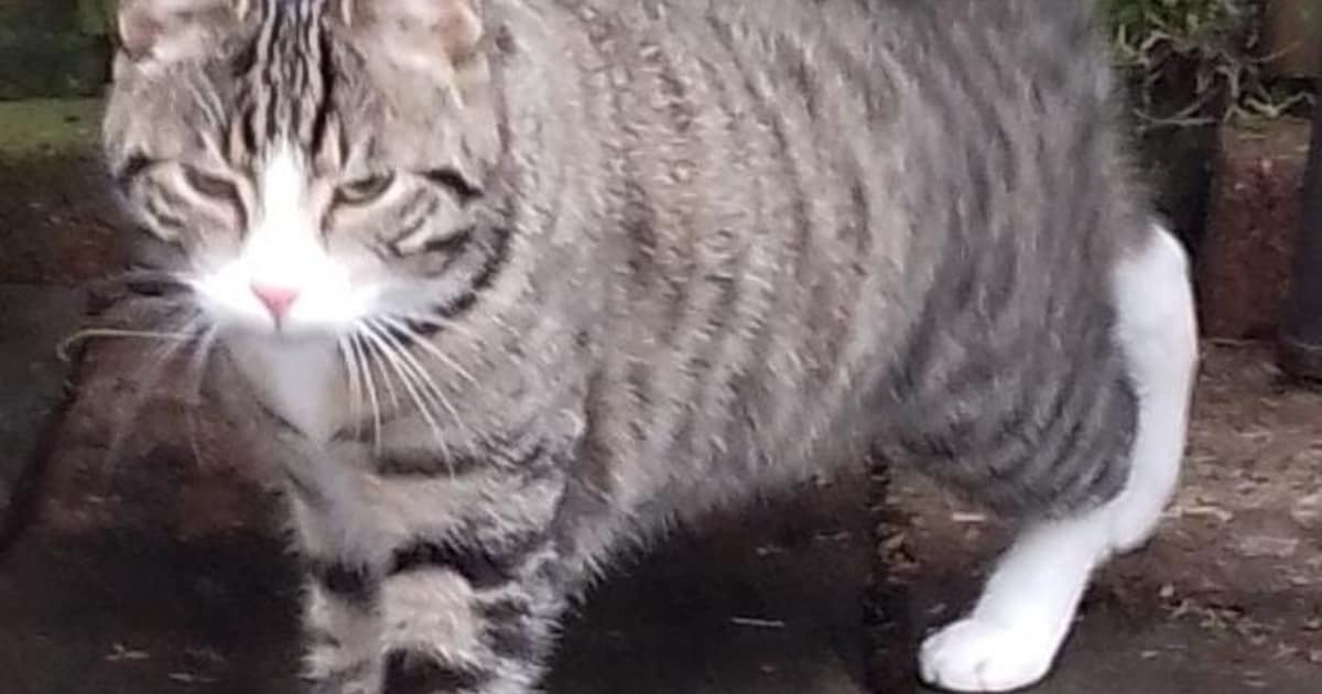 Heb jij Harrie of Lucy gezien? Deze twee huisdieren worden in Geldrop-Mierlo vermist