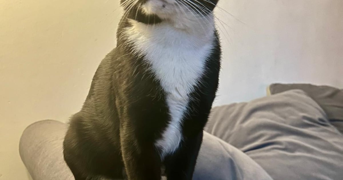 Heb jij Sem of Jackson gezien? Deze twee huisdieren worden in Hilversum vermist