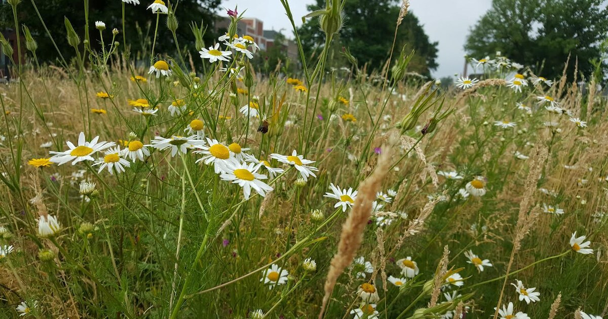 Bloemenzaadjes voor tuin en balkon gratis aan te vragen in Echt-Susteren