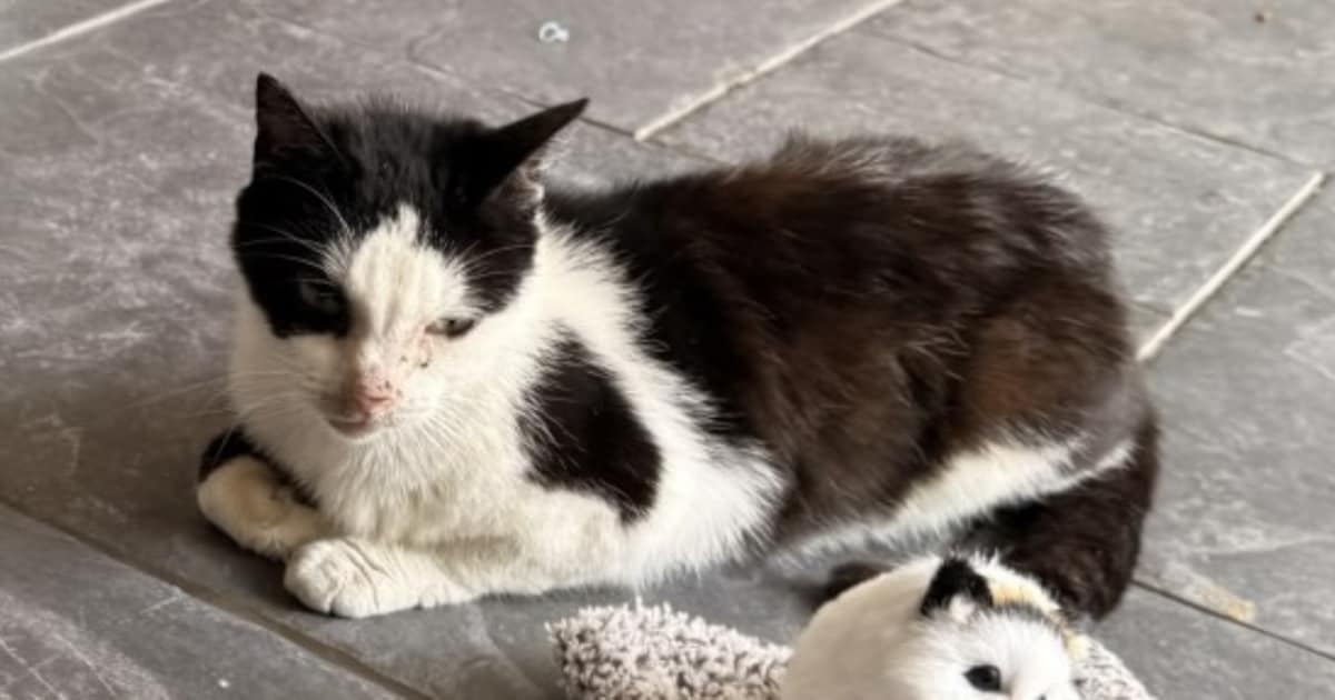 Heb jij Lewis of Kitten gezien? Deze twee huisdieren worden in Hulst vermist