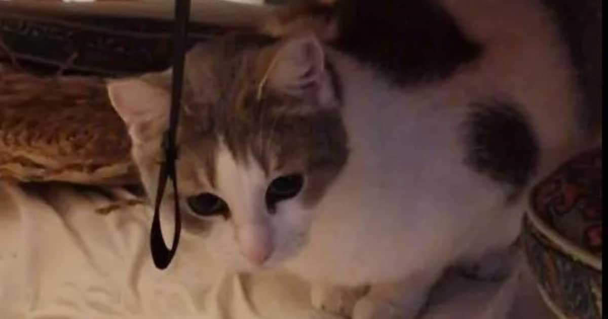 Heb jij Joep of Snowy gezien? Deze twee huisdieren worden in Veendam vermist