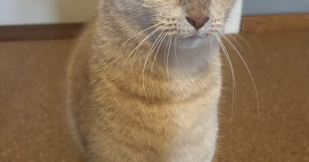 Heb jij Odin gezien? Dit huisdier wordt in Roermond vermist