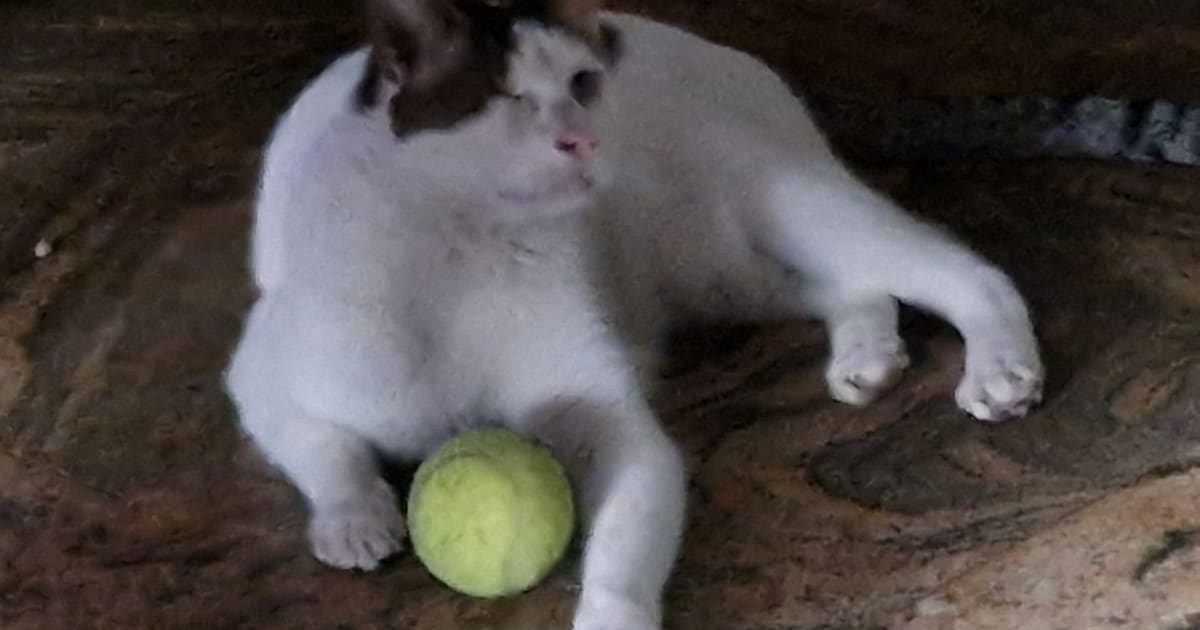 Heb jij Ollie gezien? Dit huisdier wordt in Amstelveen vermist