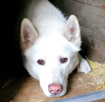 Husky Fozzie bijna vier weken vermist op de Veluwe: ‘Zijn er dag en nacht mee bezig’