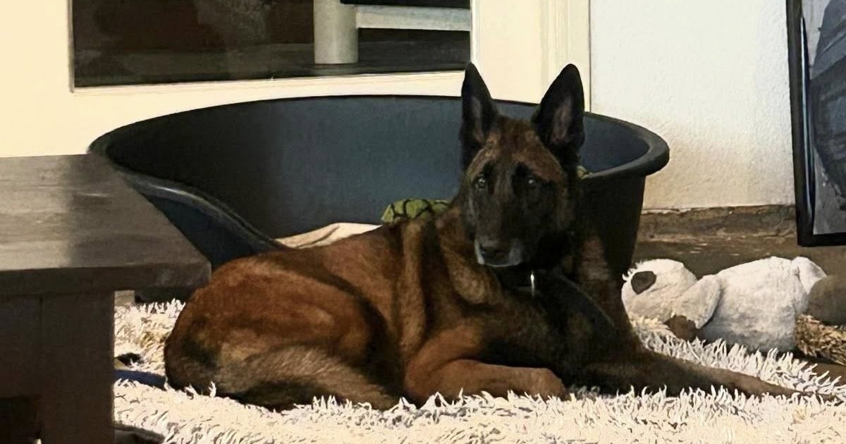 Na lang asielverblijf voelt Mechelse herder Clyde (8) zich steeds meer thuis bij nieuwe baasjes