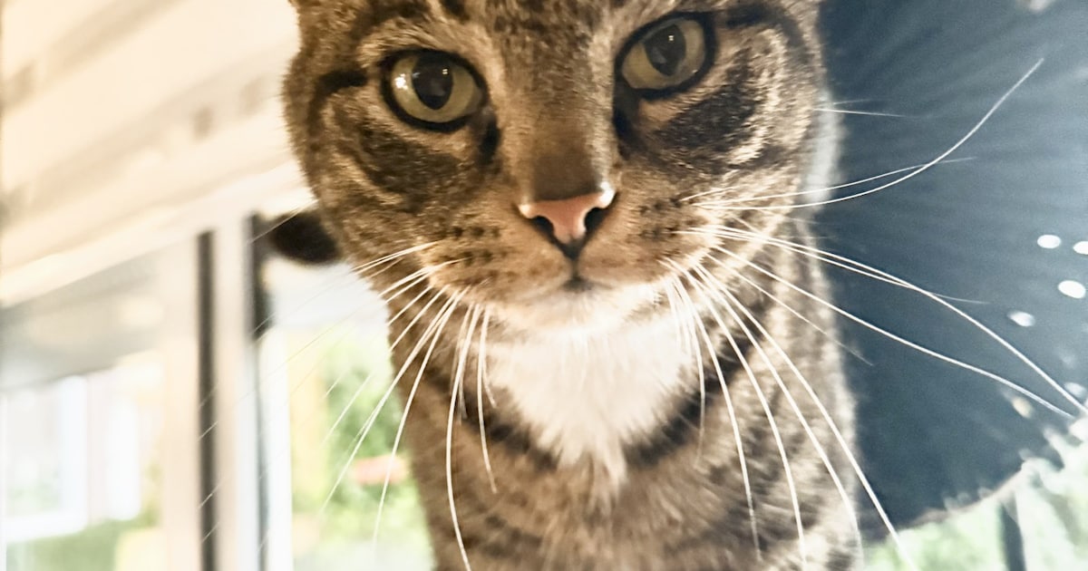 Heb jij Jimmy, Lotje of Fifa gezien? Deze drie huisdieren worden in Voerendaal vermist