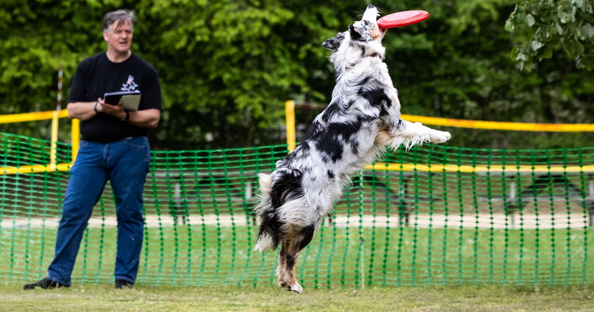 ‘Jump around’ voor hond én baas op de Veluwe: ‘Dogfrisbee is echt een sport’