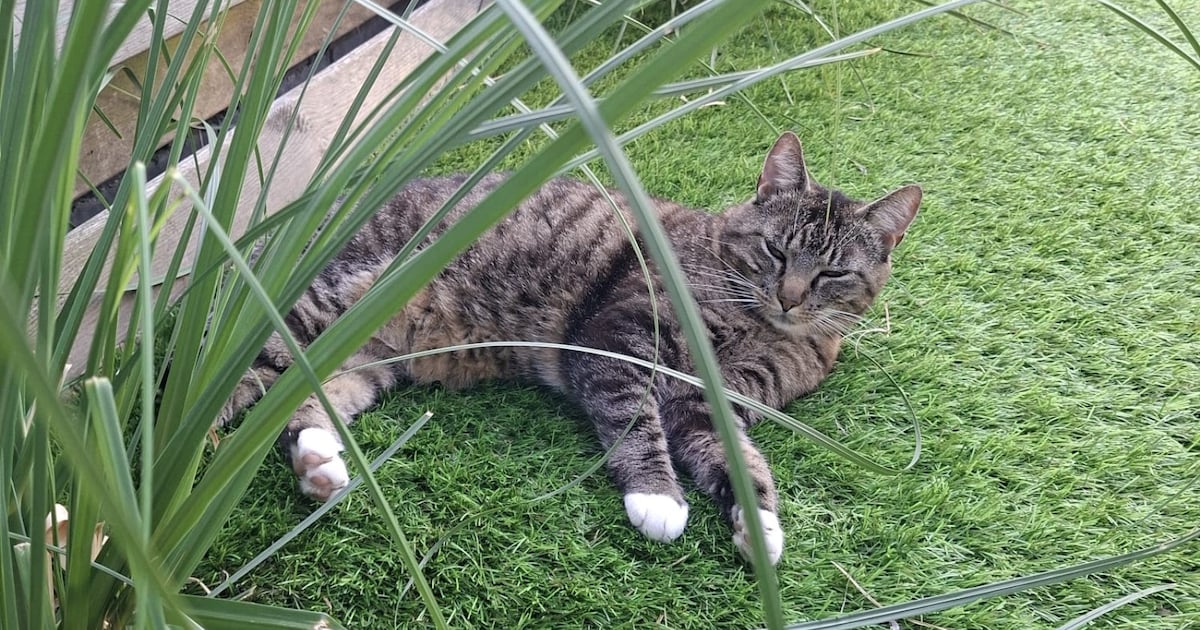 Heb jij Nala gezien? Dit huisdier wordt in Veere vermist