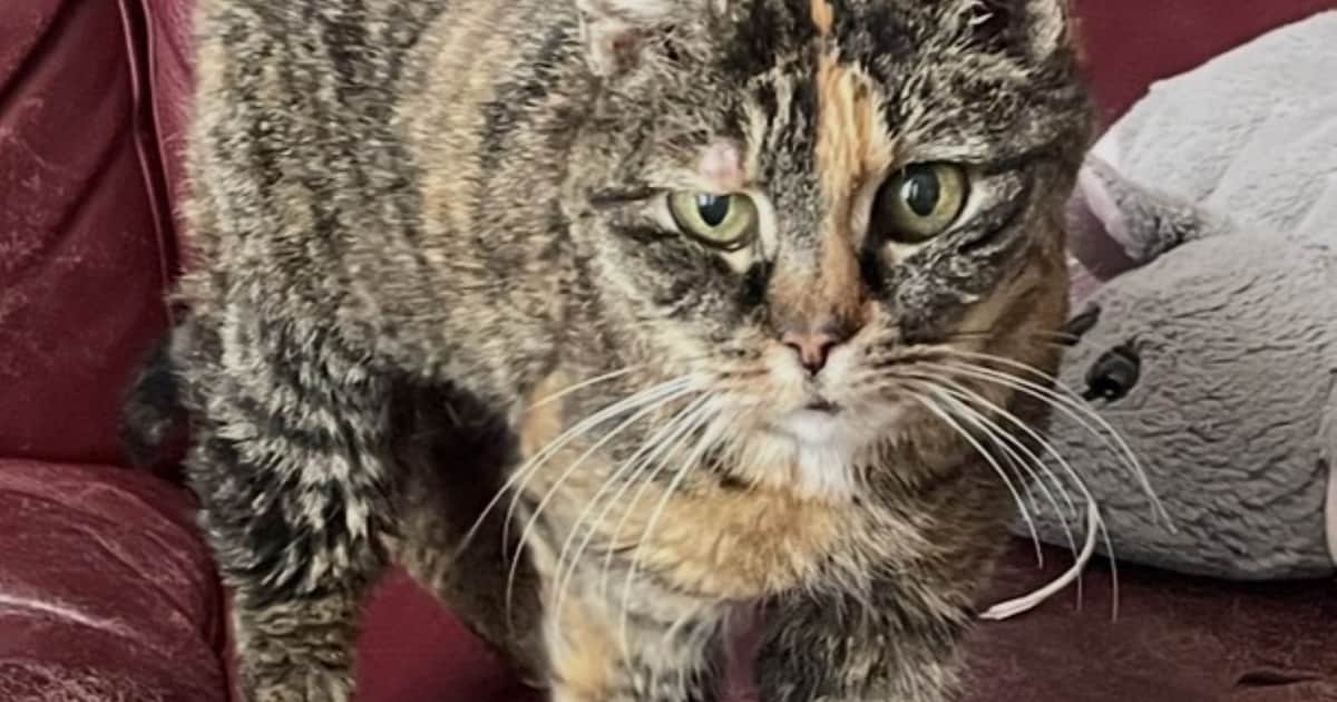 Heb jij Spooky gezien? Dit huisdier wordt in Best vermist