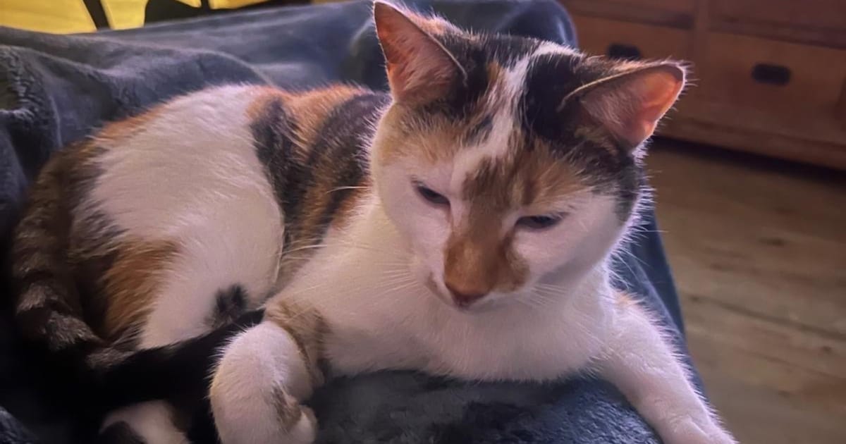 Heb jij Eefje gezien? Dit huisdier wordt in Echt-Susteren vermist