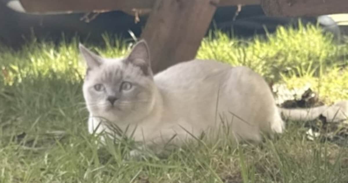 Heb jij Snow of Daisy gezien? Deze twee huisdieren worden in Westerwolde vermist