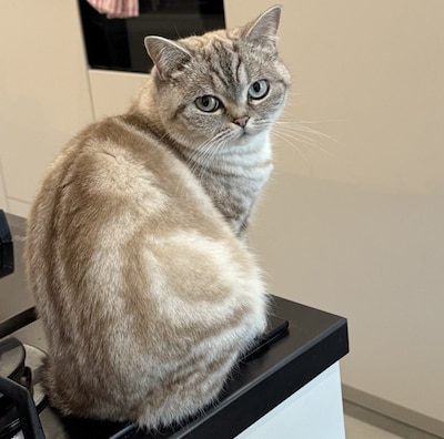 Heb jij Sefika of Azrael gezien? Deze twee huisdieren worden in Oss vermist