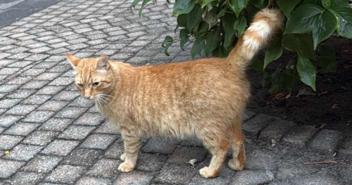 Heb jij Tijger of Moos gezien? Deze twee huisdieren worden in Rucphen vermist