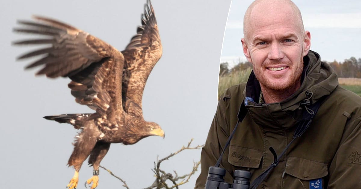 Zeearenden gaan mogelijk broeden in Nieuwkoopse Plassen: ‘Al 100 jaar niet meer gebeurd’