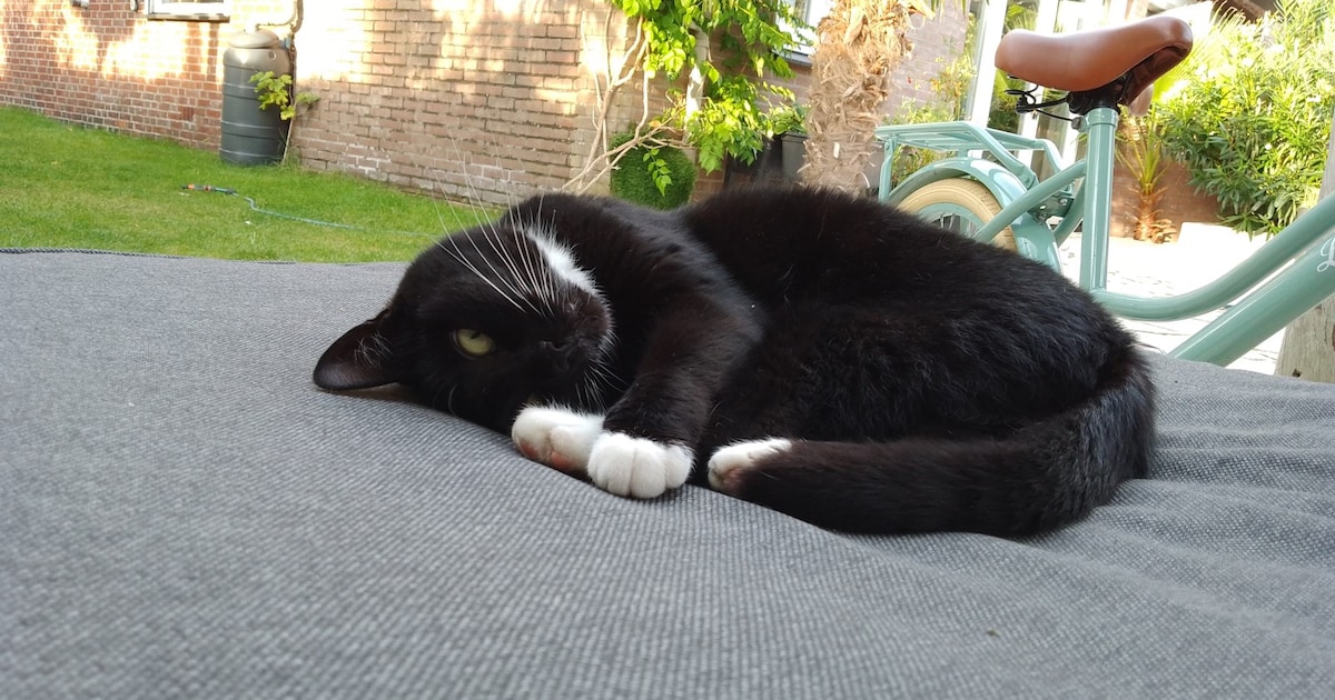 Heb jij Leo of Snoesje gezien? Deze twee huisdieren worden in Bergen op Zoom vermist