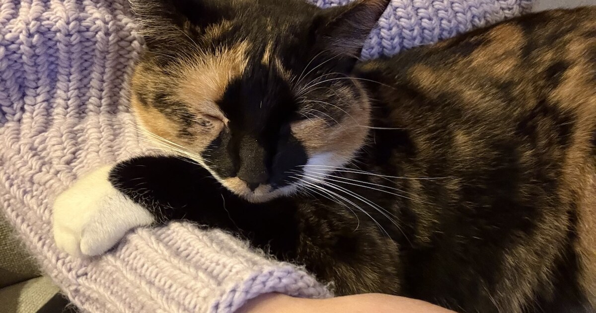 Heb jij Cato of Suus gezien? Deze twee huisdieren worden in Sint-Michielsgestel vermist
