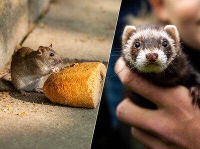 Rotterdam jaagt met fretten op ratten: 'Binnen drie uur 69 knaagdieren gevangen'