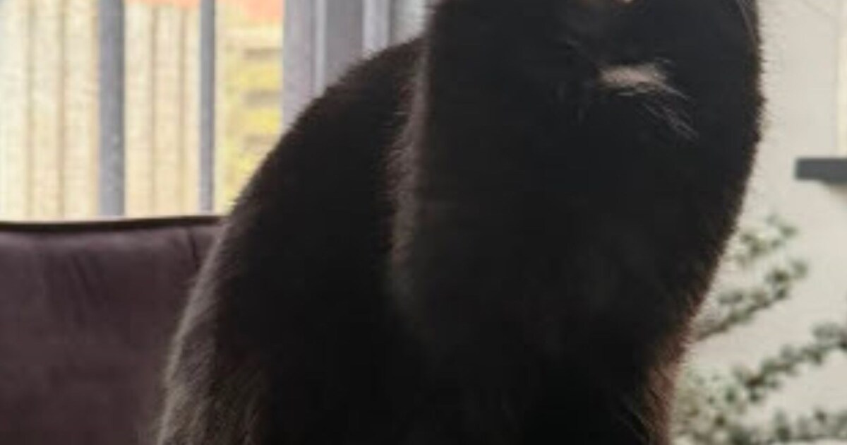 Heb jij Tony, Loe of Billy gezien? Deze vijf huisdieren worden in Lochem vermist