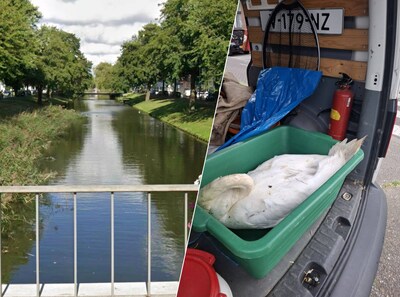 Gemeente onderzoekt vogelsterfte in singel langs Lange Hilleweg