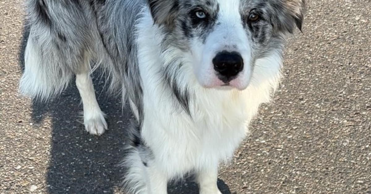 Heb jij Blue gezien? Dit huisdier wordt in Geertruidenberg vermist
